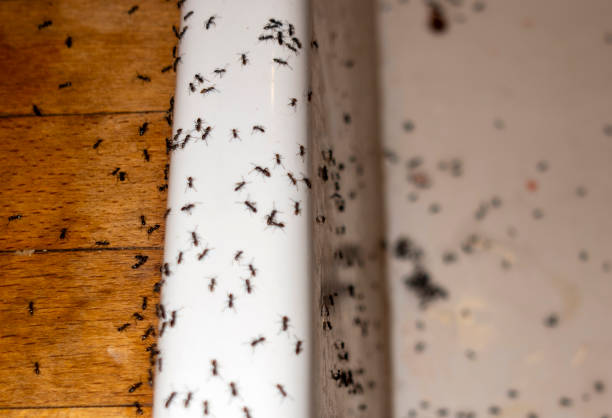 Best Commercial Pest Control Services  in Espaola, NM