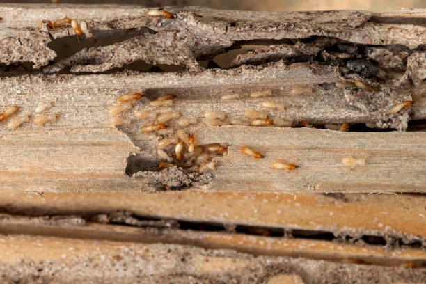 Best Best Pest Control Companies  in Espaola, NM