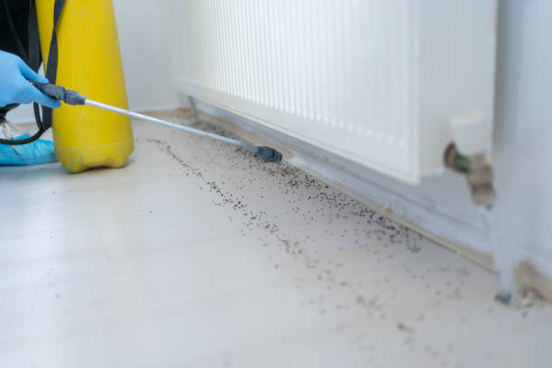 Best Insect Control  in Espaola, NM